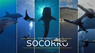 The spirit of Socorro – Diving in Socorro Island Mexico  Tauchen in Socorro Mexiko 4K [upl. by Noissap]