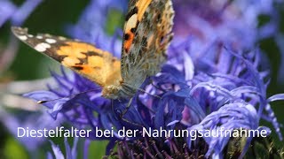 Distelfalter Vanessa cardui bei der Nahrungsaufnahme auf Centaurea montana [upl. by Hurff]