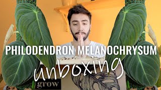 Philodendron Melanochrysum Unboxing [upl. by Begga317]