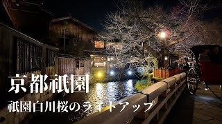 2024年3月27日 祇園白川桜 ライトアップ 桜の咲き情報  KYOTO JAPAN WALK [upl. by Annaegroeg]