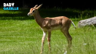 Playful Baby Gazelle Having Fun Running Around [upl. by Spada257]