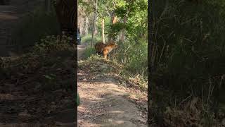 Pilibhit tiger reserve safari [upl. by Alomeda203]