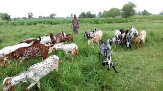 Goat farming in pakistan road grass [upl. by Frymire]