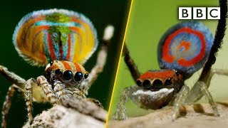 Peacock spiders dance for your life  BBC [upl. by Olli]