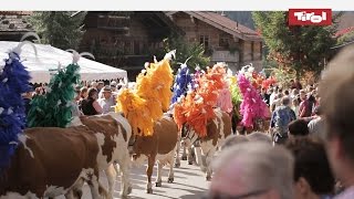 Almabtrieb Tirol  Kelchsau Kitzbüheler Alpen 🐮 [upl. by Einnim]