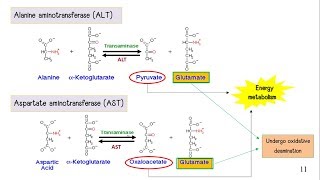 Amino Acid Metabolism [upl. by Inahet]