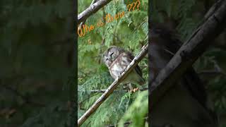 Northern sawwhet owl  Petite nyctale wildlife canada owl chouette l [upl. by Lezley560]