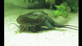 Triops cancriformis 3 [upl. by Ttirrej]