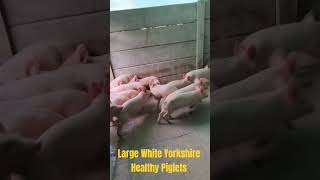 Cute Large White Healthy Piglets Playing and Running Around  pigs cutepigs cute cutevideo [upl. by Einahpehs]