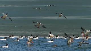 Common Mergansers [upl. by Nims267]