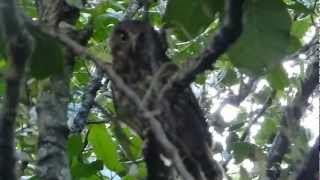 Morepork  Ruru claims Its territory  Great Barrier Island [upl. by Rick]