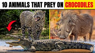 Top 10 Strongest Animals Who Think Crocodiles Are Easy Prey  Crocodiles Like Prey [upl. by Nagorb]