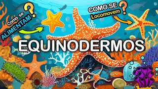 EQUINODERMOS AS FASCINANTES CRIATURAS MARINHAS [upl. by Eidnyl]