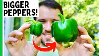 Grow Bigger Peppers 7 Tips [upl. by Jon627]