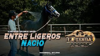 La Zenda Norteña  Entre Ligeros Nació Video Oficial [upl. by Alamaj292]