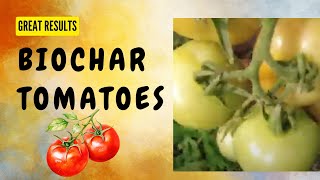 Biochar Tomatoes amazing yield increase [upl. by Chevalier]