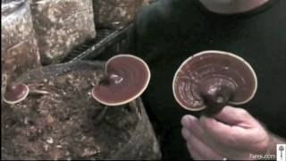 Paul Stamets with Reishi mushrooms in growroom [upl. by Aeirdna]