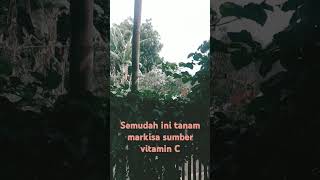 Semudah Ini Tanam Buah Markisa shorts [upl. by Munt]