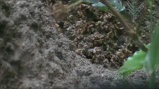 Matabele ants attack termitesThe Life Of Animals [upl. by Haskins]