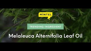 Mintel Trending Ingredient Melaleuca Alternifolia Leaf Oil EN [upl. by Iruj]