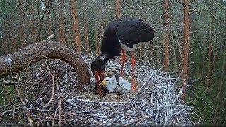 20170531 14h34m Kati is feeding a lot of Lampreys [upl. by Etsirhc]