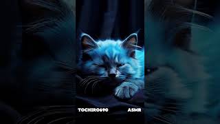 ASMR Ronronnement de chat pour dormir [upl. by Heinrich]