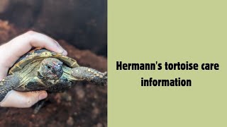 Hermanns tortoise care information [upl. by Heiskell]