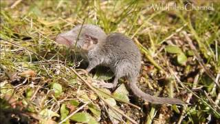 Musgaño enano o Musarañita alimentándose Suncus etruscus  Etruscan shrew [upl. by Eseilanna]