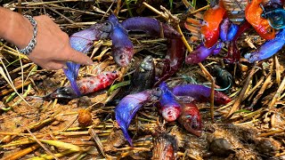 Can You Really Catch And Found Betta Fish And Crab In The Rice Field In 24 Hours [upl. by Enilraep]