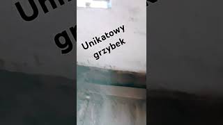 Unikatowy grzybek ciekawe atrakcyjny unikat [upl. by Chloras]