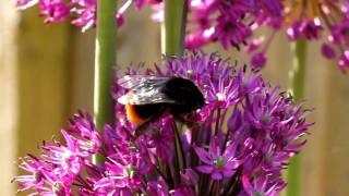 Bumble bee feeding on allium flowers [upl. by Uzial]