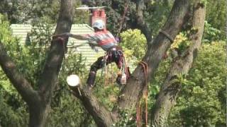 Kramer Tree Specialists Tree Removal [upl. by Hgielsa633]