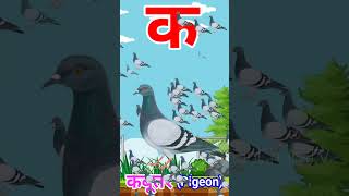 Ka se Kabutar Pigeon means Kabutar trending shorts viral [upl. by Dnarb]