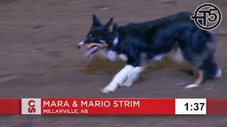 2019 Calgary Stampede Stock Dog Trial  Finals Run 8th Place Finisher Mario Strim amp Mara [upl. by Enined]