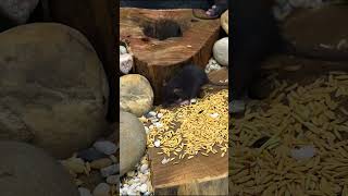 Cat TV Mice Hide amp Seek Digging Holes cat games animals catgames mice hideandseek [upl. by Hctub]