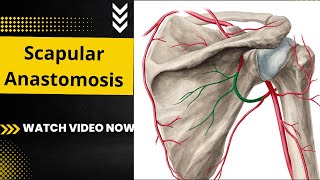 scapular Anastomosis  Anastomosis around scapula  Anatomy  upper limb anatomy [upl. by Traweek]