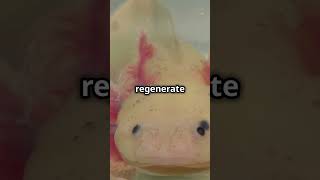 Axolotls The Real Life Regeneration Master [upl. by Haisa297]