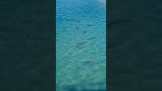 Sharks in Ashkelon [upl. by Eeima868]