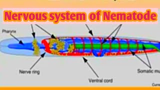 Nematode nervous system  online class  Nematology series [upl. by Meirrak446]