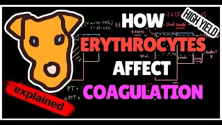 How Hematocrit Affects Coagulation in Polycythemia Citrate overload [upl. by Schilit]