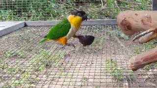 Blackheaded Caique Parrot eating passionfruit  2016 [upl. by Ilocin]