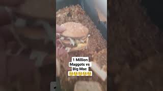 Big Mac vs 1 Million Maggots part 1 insects larvae maggotbsf mcdonalds [upl. by Meehyrb]