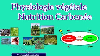 Physiologie végétale  Nutrition Carbonée 1 [upl. by Airod]