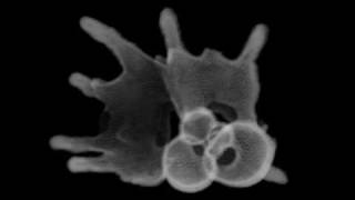 CT scan fossil Planktonic foraminifera  浮遊性有孔虫 [upl. by Amo]