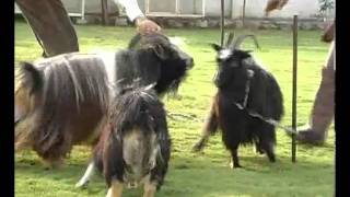 Dutch Landrace Goat Goats [upl. by Esekram]