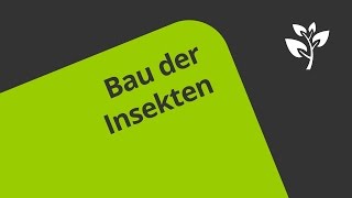 Der Bau von Insekten  Biologie  Ökologie [upl. by Llerehs414]