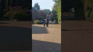 Training mit Cane Corso Malou canecorso hundetraining [upl. by Yrelle306]