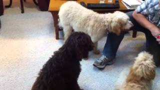 6 month old labradoodles [upl. by Suirtimed]