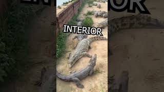 Crocodiles FIGHT over ONE bird shorts animals funny [upl. by Rezal175]