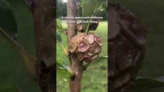 This young swamp white oak tree supports interesting wildlife quercus galls [upl. by Phillip]